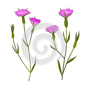 Corncockle. Agrostemma githago, medical plant. Pink wildflower. Hand drawn botanical vector illustration