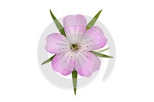 Corncockle flower isolated