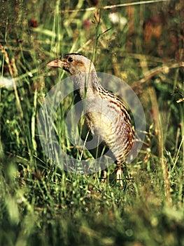 Corncrake hiding in the grass in time of early sunrise