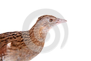 Corncrake or Landrail, Crex crex, on white