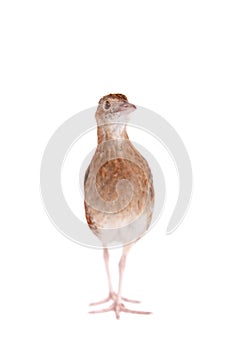 Corncrake or Landrail, Crex crex, on white