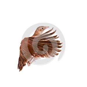 Corncrake or Landrail, Crex crex, on white