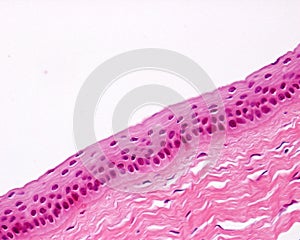 Eye. Cornea epithelium
