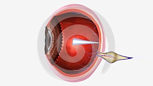 From the cornea, the light passes through the pupil