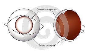 Cornea and sclera of the eye