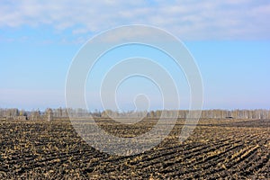 Corned harvest inhospitable field landscape