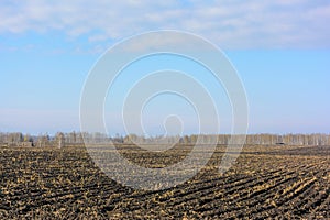 Corned harvest inhospitable field landscape photo