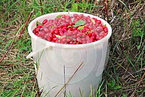 Cornel berries in the bucket