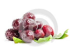 Cornel Berry (Dogwood)