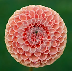 Cornel bronze dahlia flower close up.