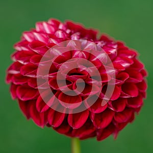 Cornel red dahlia flower close up.