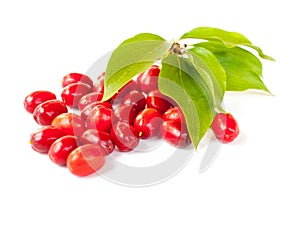 Cornelian cherry photo