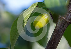 Cornelian cherry