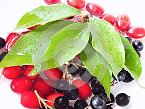 Cornelian cherry and black currant