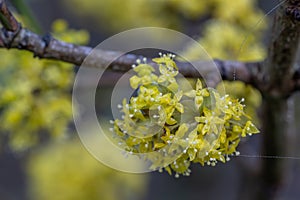 Cornelian Cherry Cornus mas cluster of yellow flowers on a twig