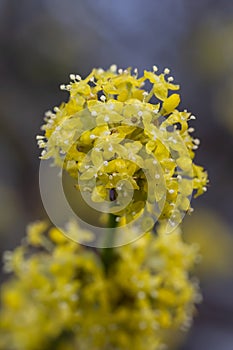 Cornelian Cherry Cornus mas clusters of yellow flowers