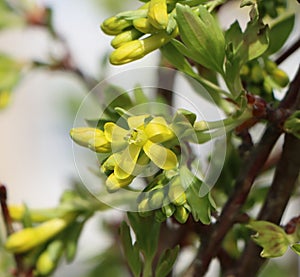 Cornelian cherry (Cornus mas) photo