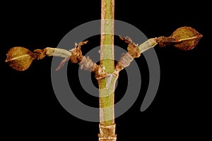 Cornelian Cherry (Cornus mas). Flower Buds Closeup