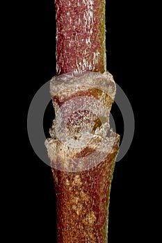 Cornelian Cherry (Cornus mas). Wintering Twig Detail Closeup
