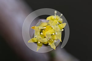 Cornelian Cherry Cornus mas yellow flower in close-up