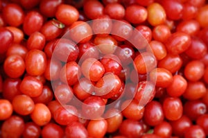 Cornelian Cherry - European Cornel photo