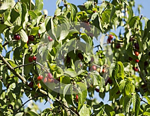Cornelian cherry fruit