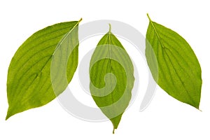 Cornelian cherry leaf