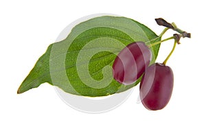 Cornelian isolated on white background.