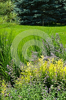 Cornell Botanical Gardens view during summer day