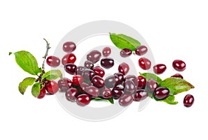 Cornels isolated on a white background