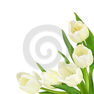 Corner arrangement with white tulip flowers isolated on white