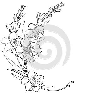 Corner bouquet with Gladiolus or sword lily flower, bud and leaf in black isolated on white background.