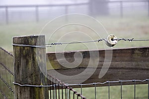 Close-up of a corner electric fence post and board on a misty day with pasture in the background.