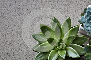 Corner frame of green succulents Echeveria on a gray stone background