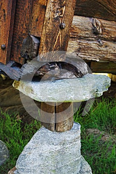 Corner of the house, backed by stones and logs