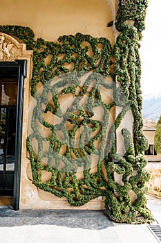 Corner of the house is braided by creeping figs. Villa Balbianello, Como, Italy