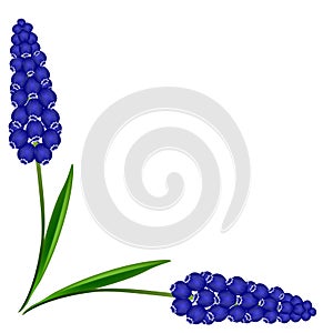 Corner with muscari blue grape hyacinth flowers on white background.
