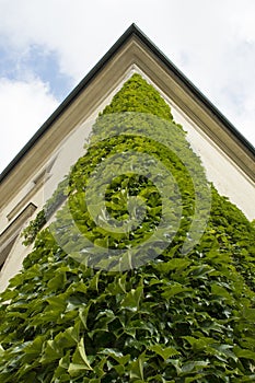 Corner of an old ivy-covered building.