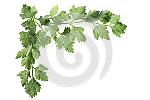 Corner of parsley leaves