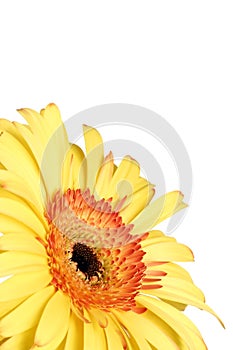 Corner placed yellow gerbera daisy flower