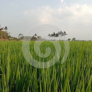 a corner that shows the fertility of Indonesia