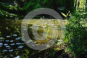 Corner of slightly uncared large park pond with water lilies and other aquatic and wetland plants around