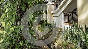 A corner of a tropical park. Lush ferns grow on the trunk of the tree