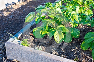 Corner of wooden raised bed with potato plants growing on rich compost and mulch at community garden near Dallas, Texas