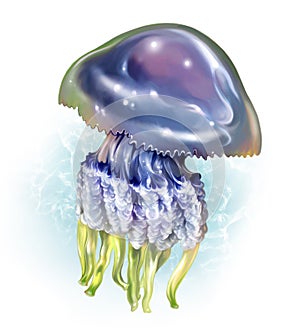 Cornerot jellyfish, Rhizostoma pulmo