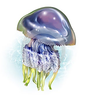 Cornerot jellyfish, Rhizostoma pulmo photo