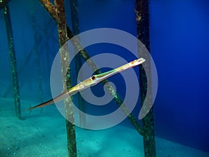Cornetfish