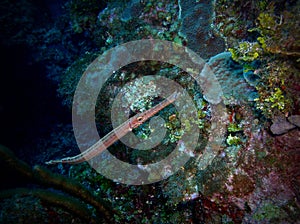 Cornetfish, Belize, underwater