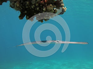 Cornetfish in a clear blue sea