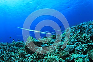 Cornetfish on Coral Reef